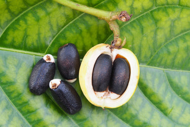 5 PHYSIC NUT Barbados Purging JATROPHA Curcas Shrub Tree Bio-Diesel Seeds